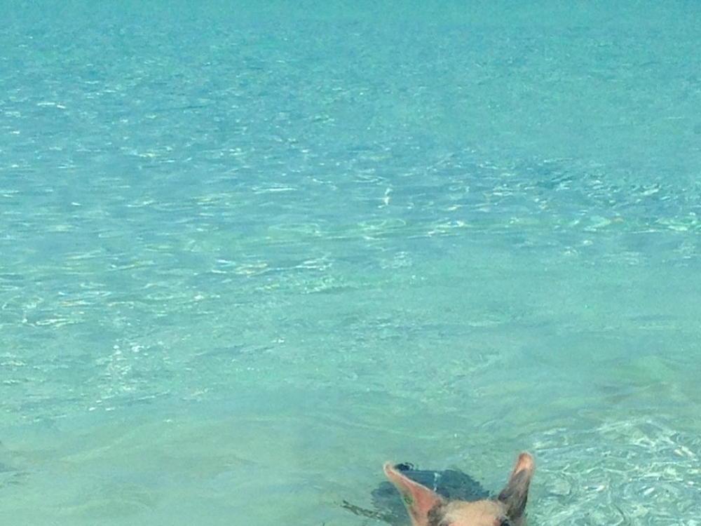 A swimming pig in The Bahamas' turquoise waters.