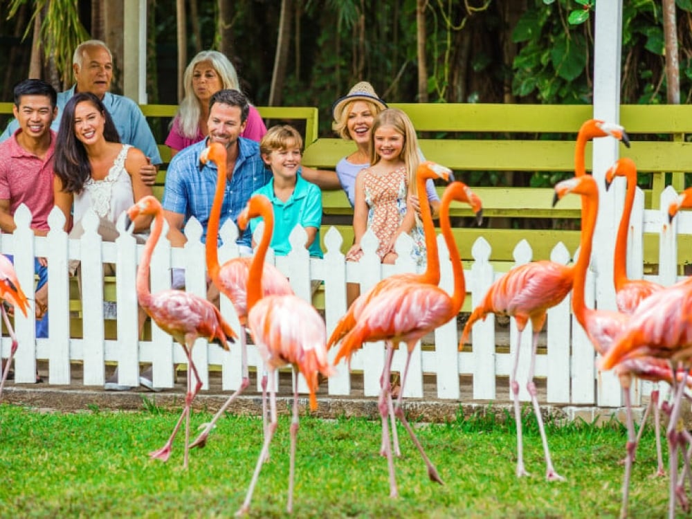 Ardastra Gardens & Zoo is a family-friendly outing in Nassau Paradise Island
