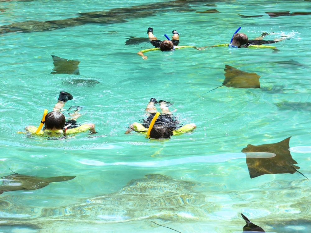 People snorkelling over stingrays.