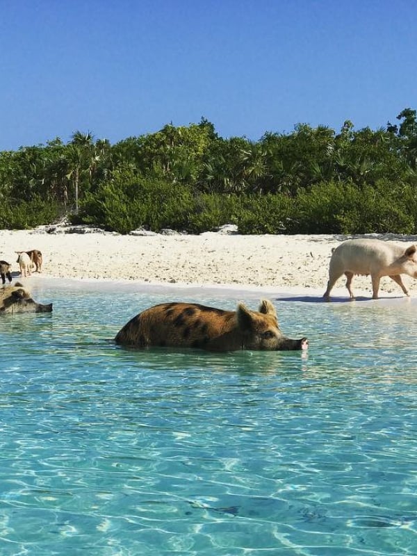 A group of pigs on Pig Beach in The Exumas.