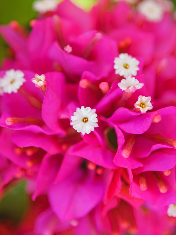An up close shot of a beautiful pink flower.