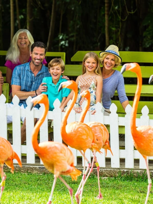 A large group of people smiling and laughing at flamingos.