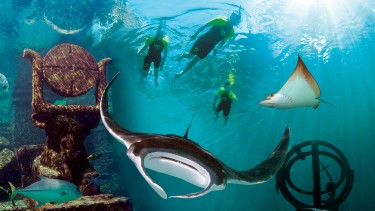 Snorkelers swimming over sting rays and the ruins of Atlantis.