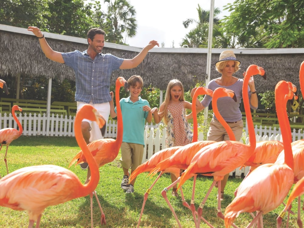A family chasing a flock of flamingos in Nassau Paradise Island