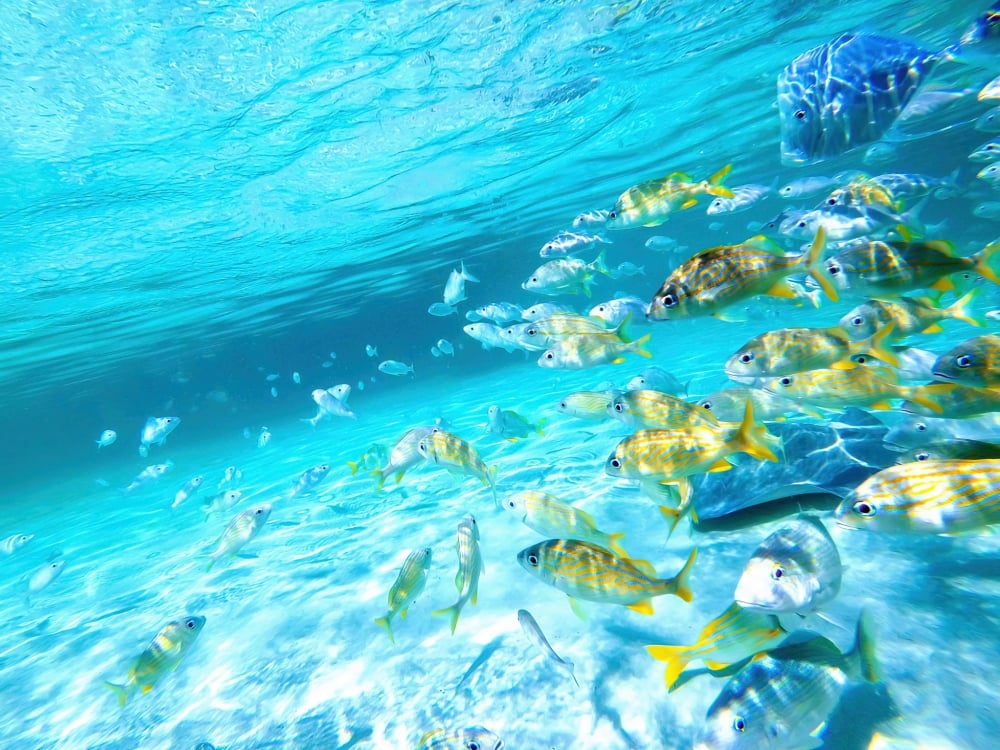 Fish swimming in Nassau Paradise Island