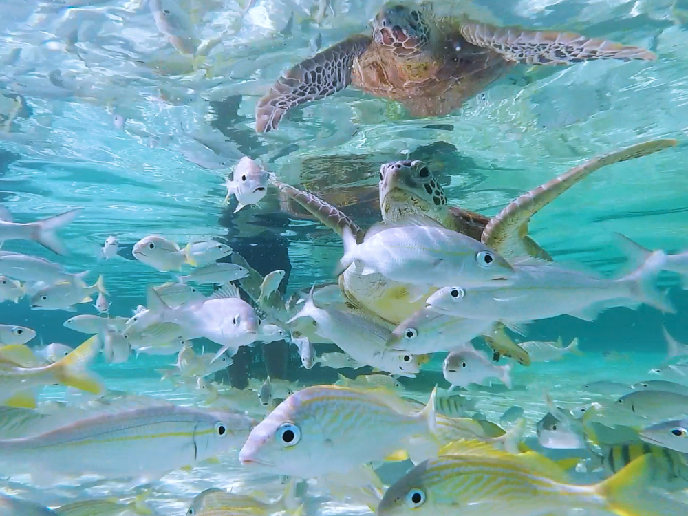Turtles and fish swimming in Nassau Paradise Island