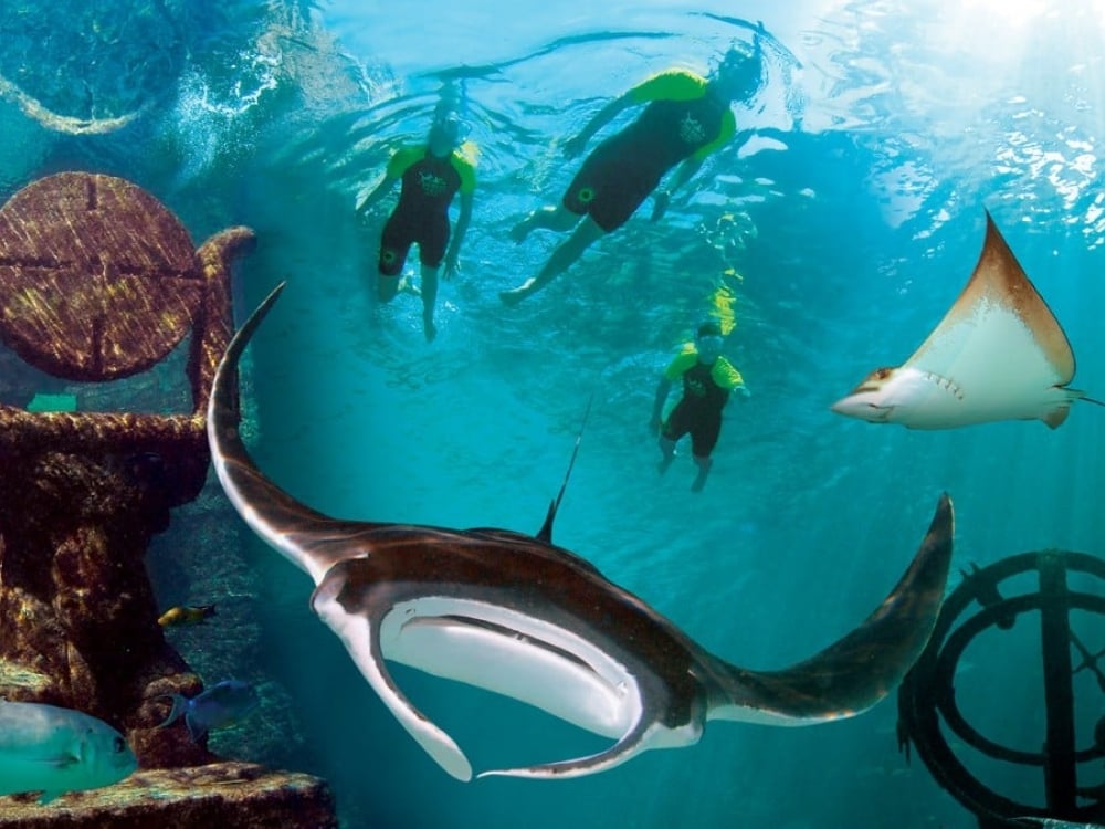 A sting ray at Snorkel at Atlantis 