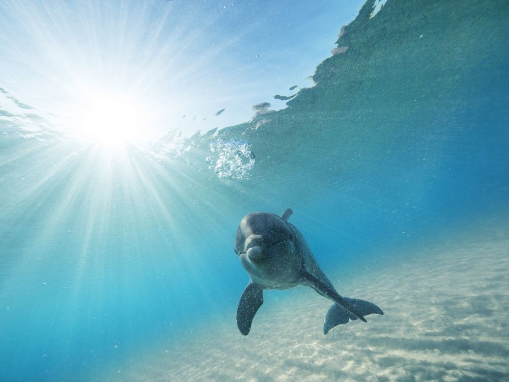 image of a dolphin