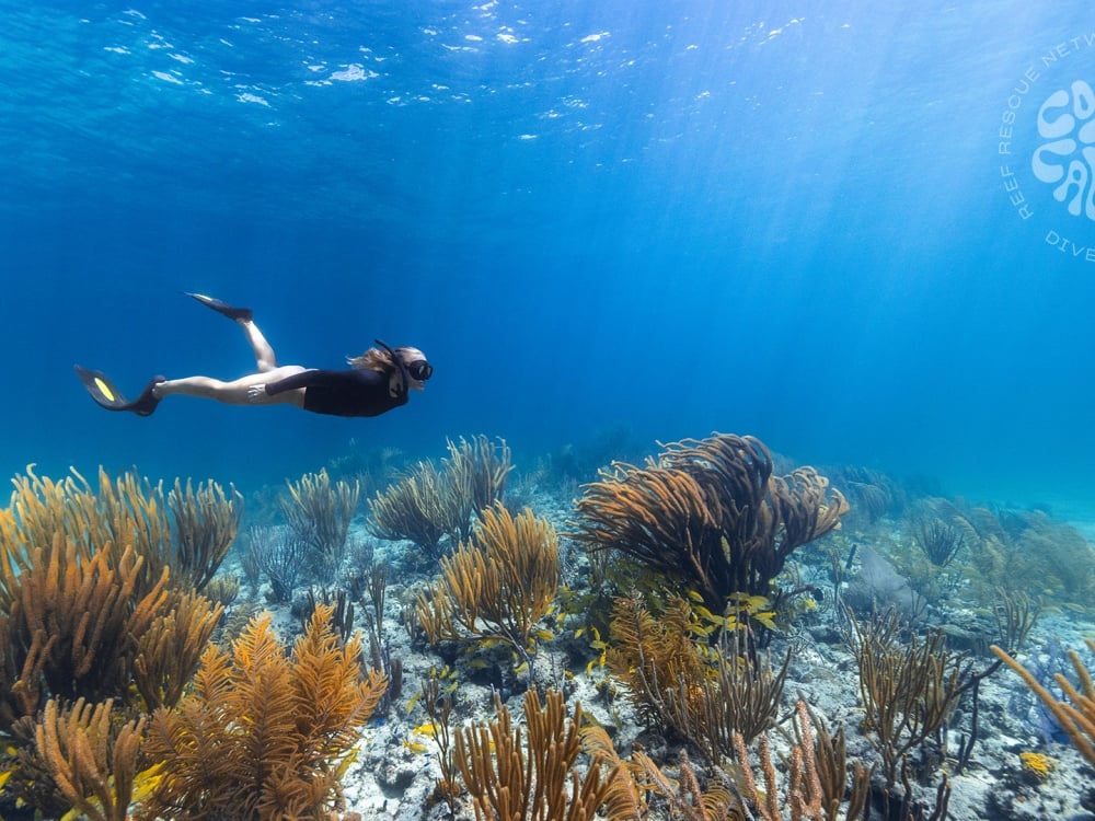 woman scuba diving in clear blue water