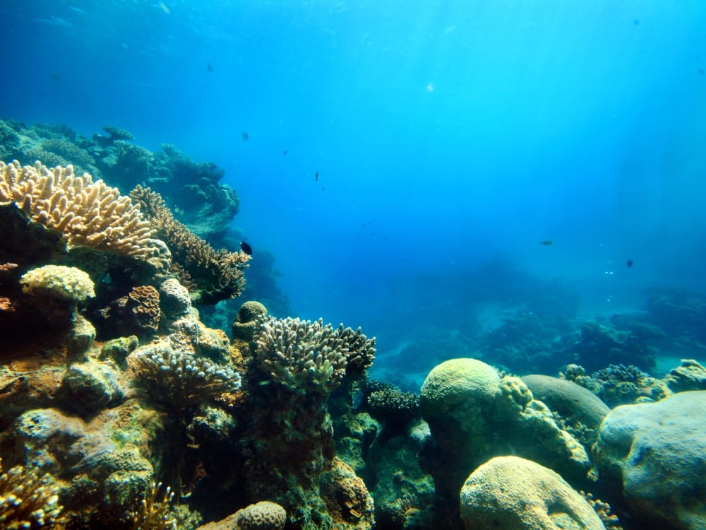 Coral Reef