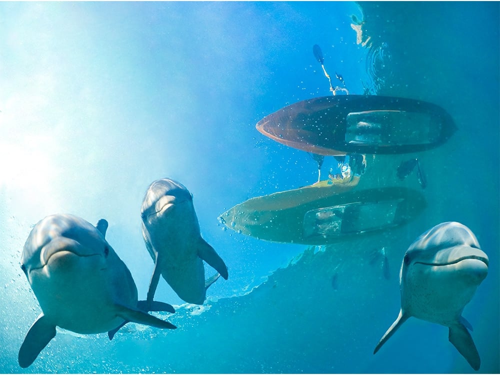 dolphins with kayaks
