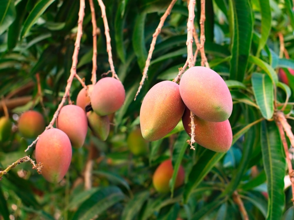 mango tree