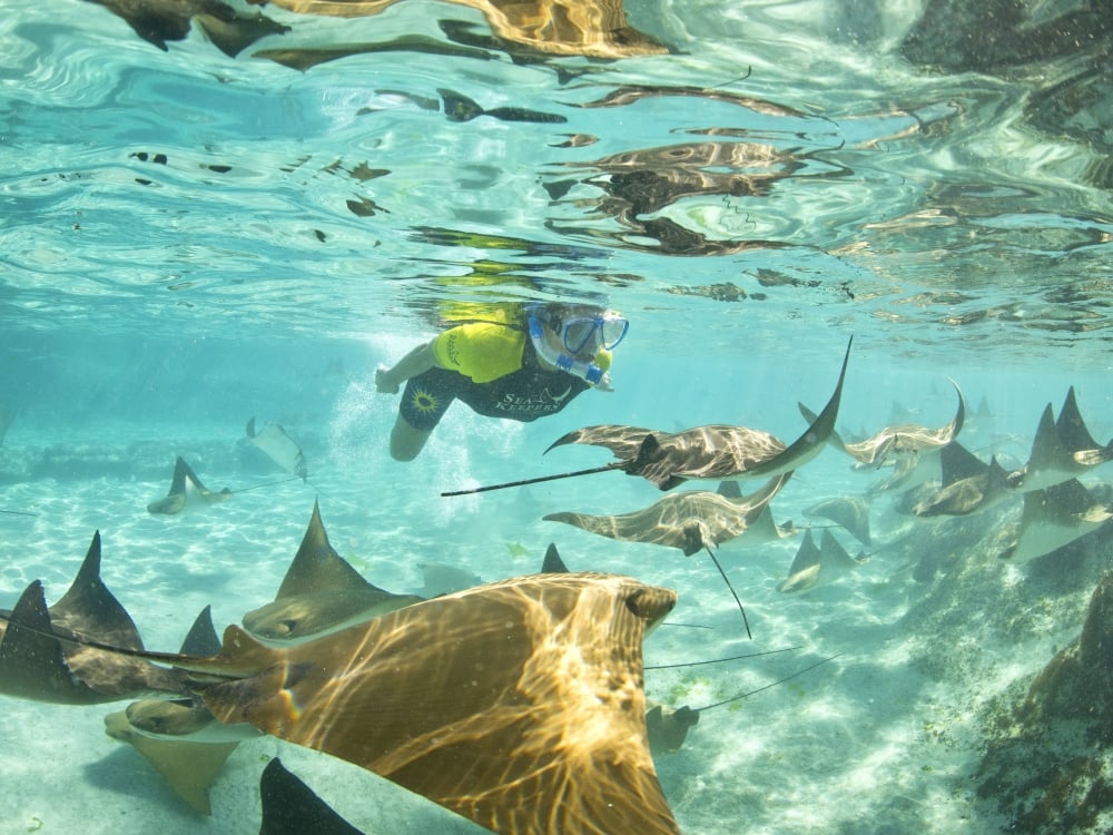 Snorkeling with stingrays