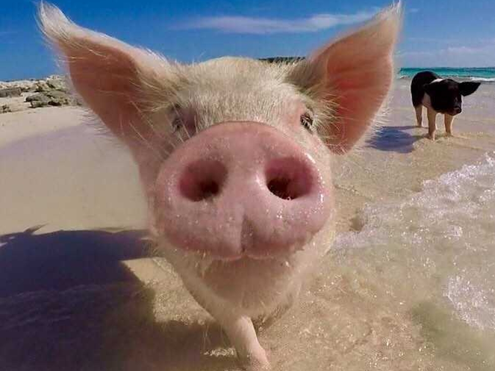A close up photo of one of The Bahamas' swimming pigs.
