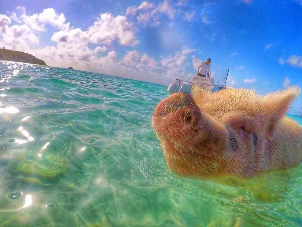 A pig swims through turquoise waters at Pig Beach, Bahamas