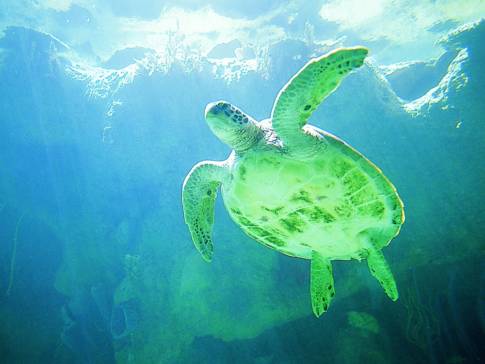 Sea Turtle