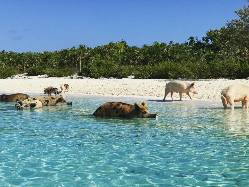 A group of pigs on Pig Beach in The Exumas.