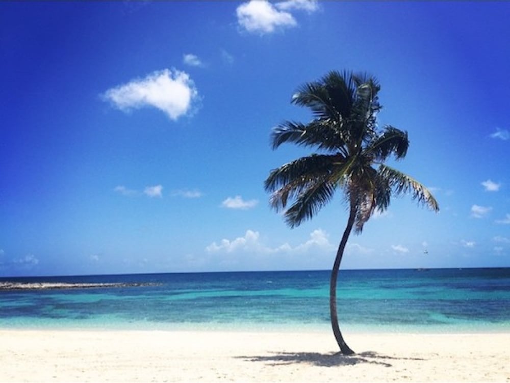 Palm tree on Cove Beach at Atlantis, Paradise Island Bahamas