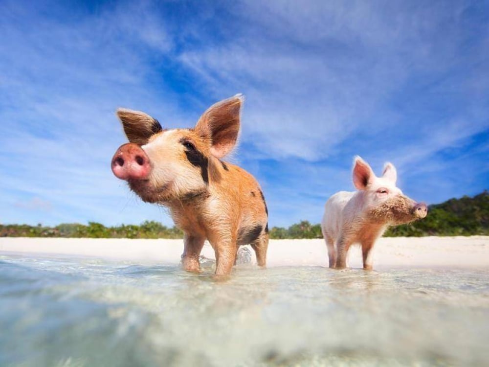 Two piglets on the beach at Big Major Cay Bahamas