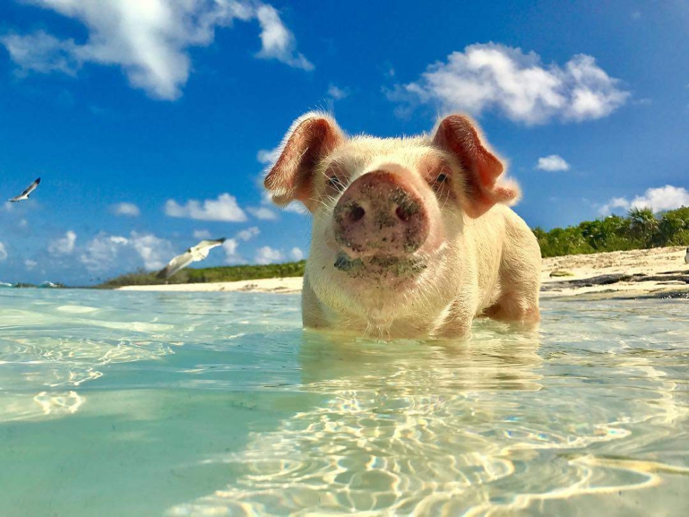 A pig wades into the clear waters of the Bahamas at Pig Beach