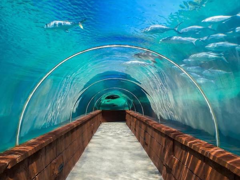 An underwater tunnel offers unique views of sharks, fish, stingrays and more at Atlantis Resort Bahamas