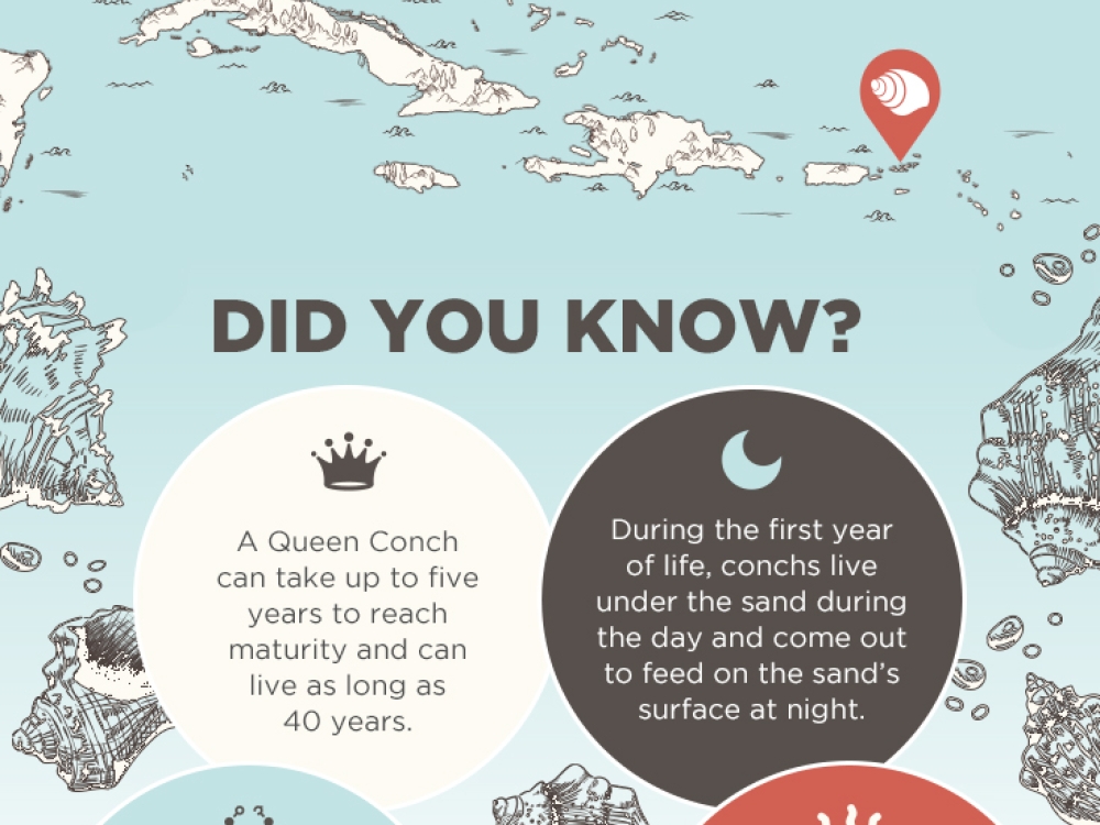 Infographic: Facts About Conch