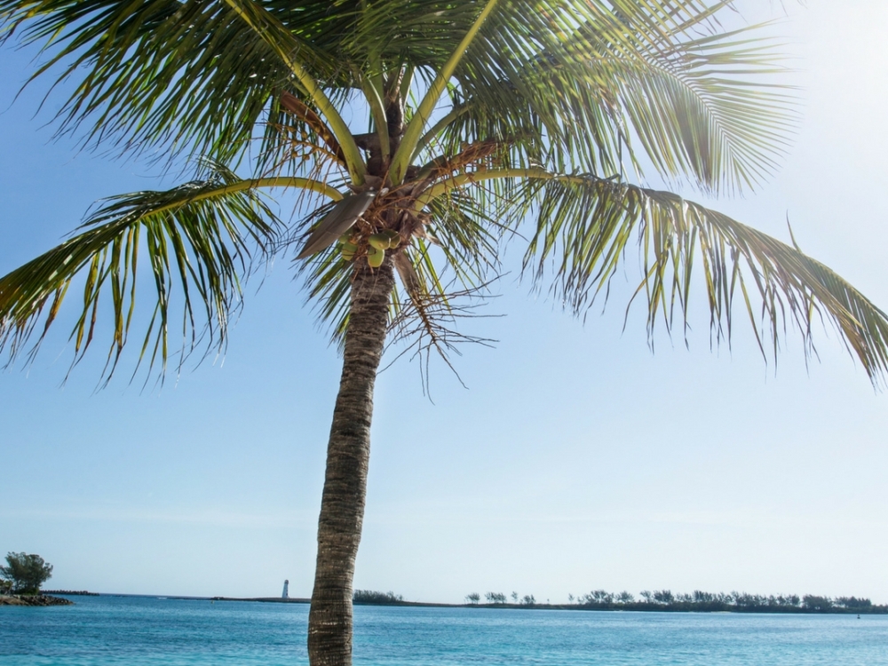 A crooked palm tree on a Bahamas beach