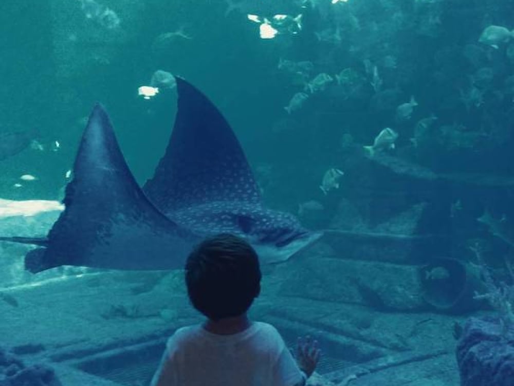 A young child marvels at the marine life at The Dig in Atlantis, Paradise Island, Bahamas.