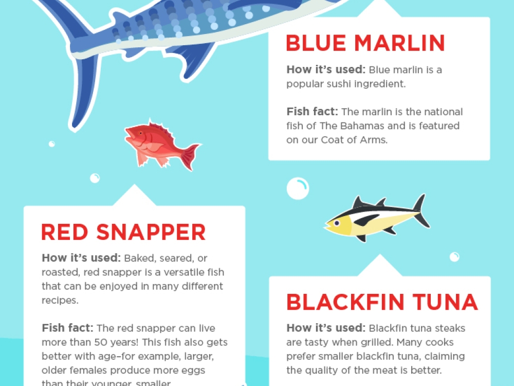 Illustrated infographic of fish species native to The Bahamas