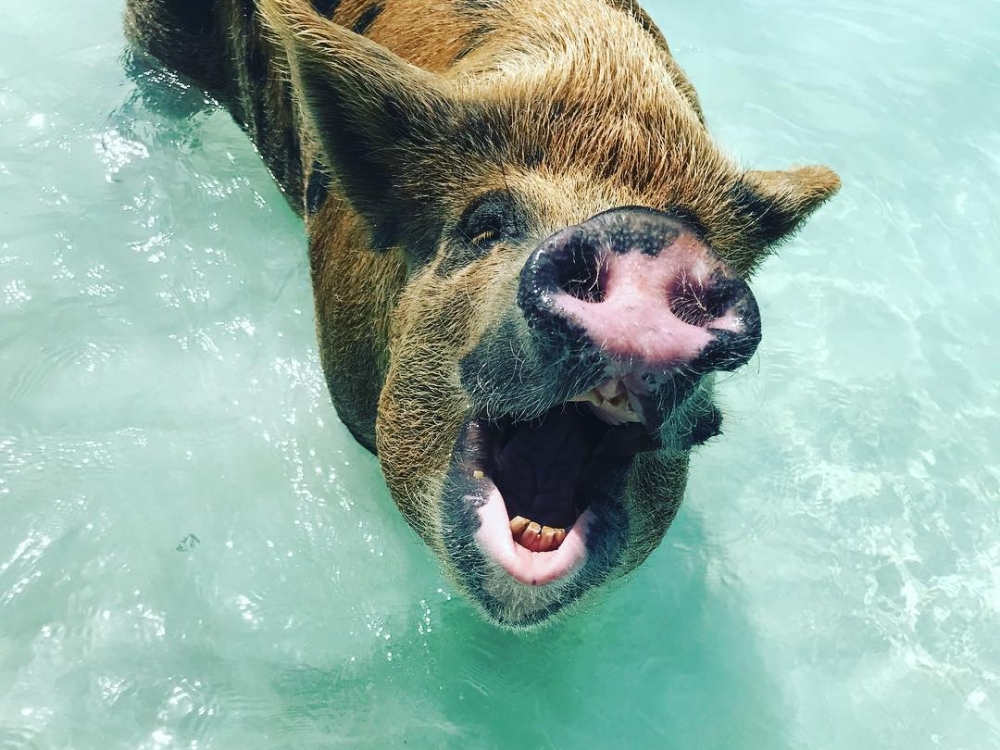 A large pig opens it mouth at Pig Island Bahamas