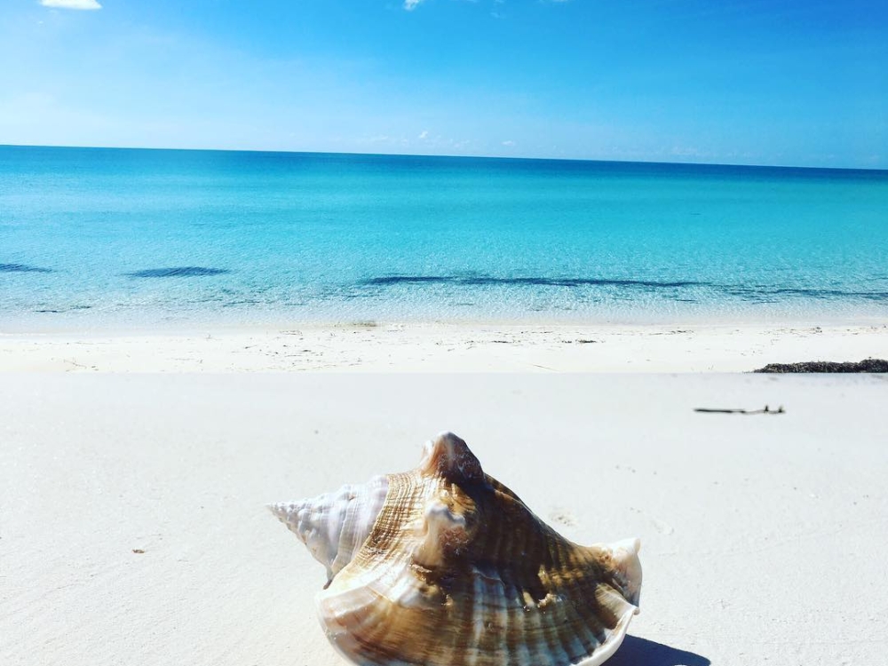 Conch shell on a Bahamas beach in Nassau Paradise Island. 