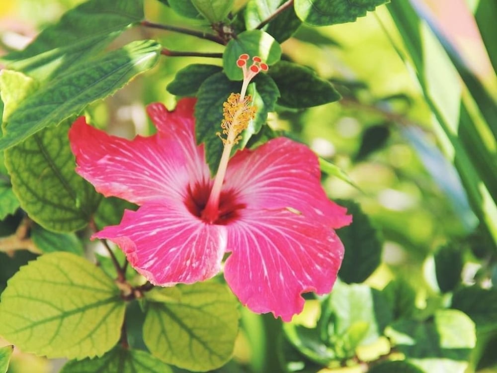 A photo of a pink hibiscus flower in Nassau Bahamas.