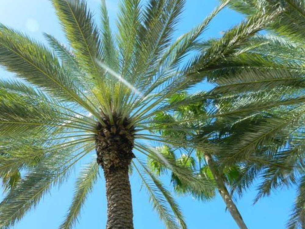 Tropical palm trees in Nassau Paradise Island 