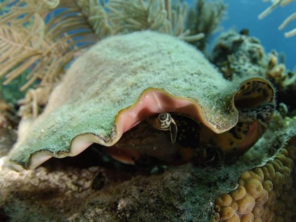 Conch underwater