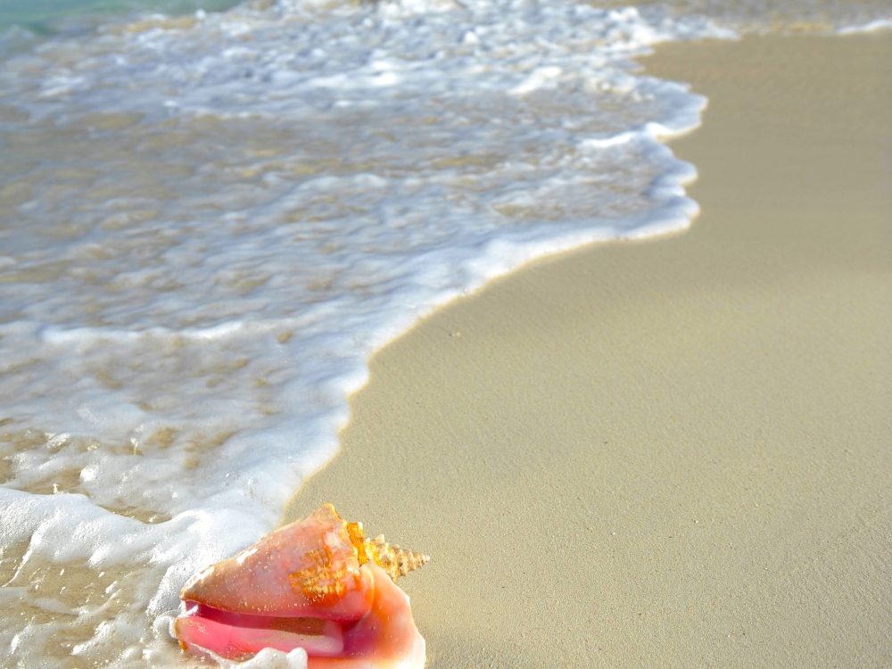 A conch shell on a beach in the Bahamas. 