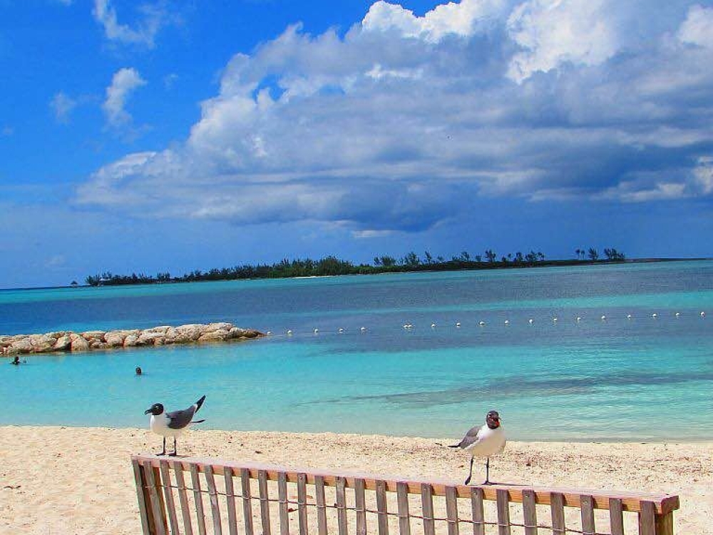 Sea birds, turquoise water, and white sand at Saunders Beach in The Bahamas.