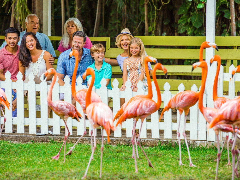 Families and vacationers enjoy a parade of Flamingos at Ardastra Gardens. 