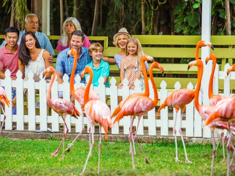 Families and vacationers enjoy a parade of Flamingos at Ardastra Gardens.
