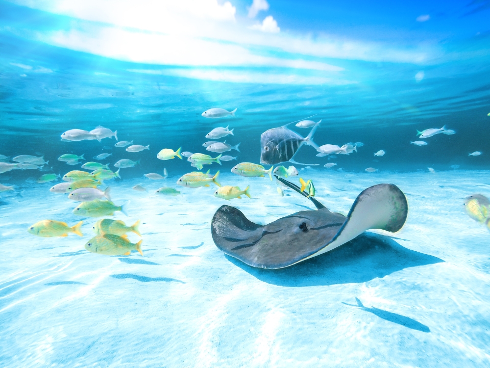 An underwater photograph of a stingray and some fish swimming.