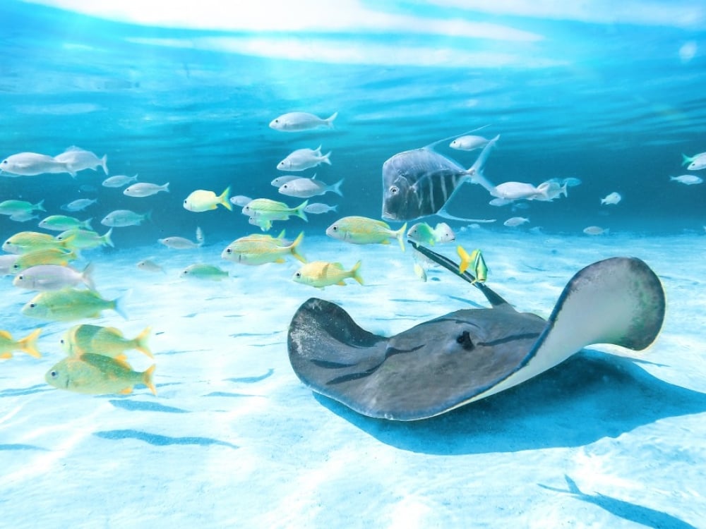 An underwater photograph of a stingray and some fish swimming.