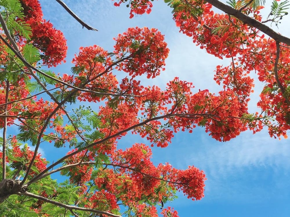 Poinciana tree blooming in Nassau Paradise