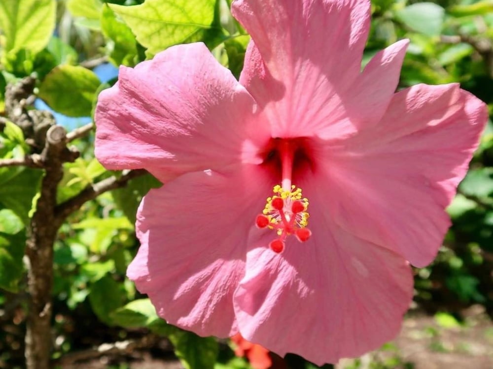 A large photo of a Hibiscus in Nassau Paradise Island