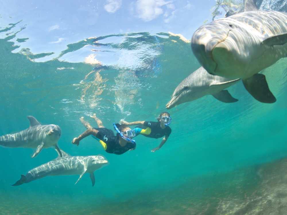 Swimming with dolphins at Atlantis, Paradise Island