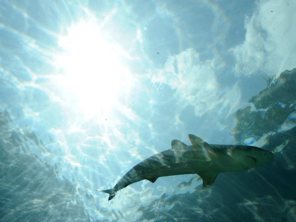 An underwater photograph of a shark swimming in a lagoon.