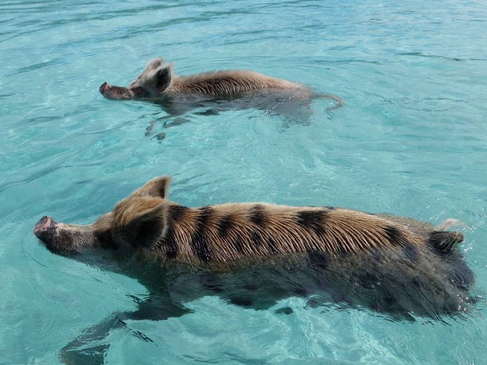 Four friends have fun feeding a swimming pig at Pig Island Bahamas
