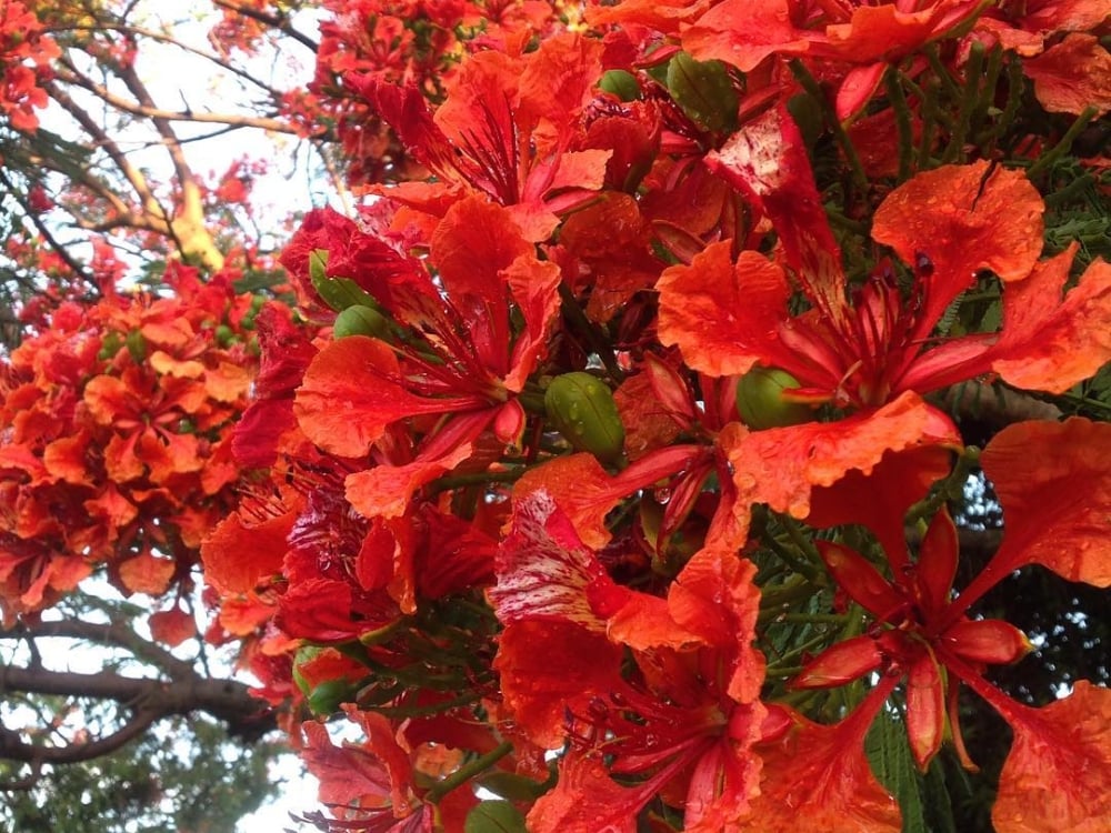 Poinciana blooms in Nassau Bahamas.