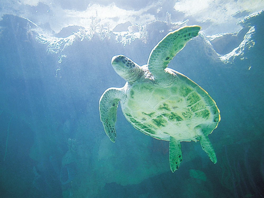 Sea turtle swimming in the Hibiscus Lagoon