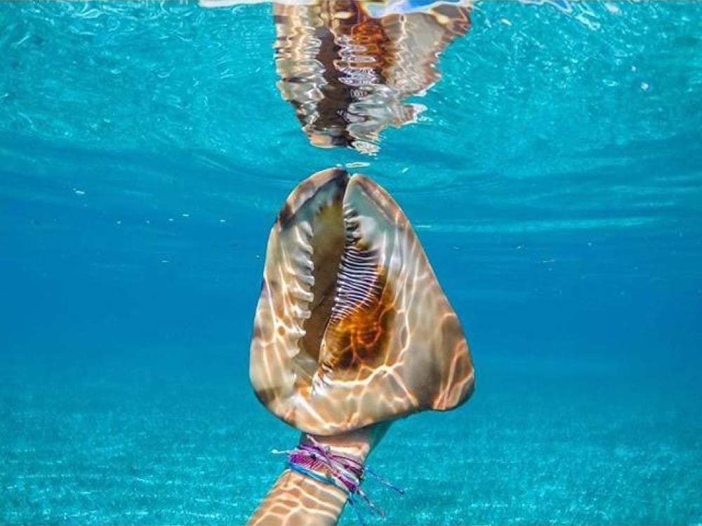 Conch under water