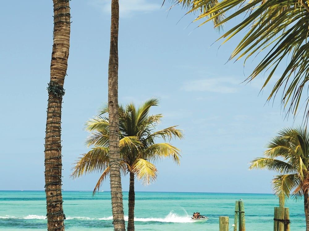 Palm trees with a jet ski in the distance