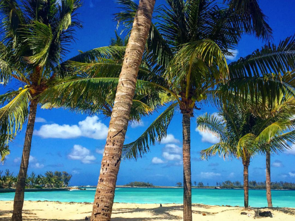 Tropical palm trees on the beach in The Bahamas.
